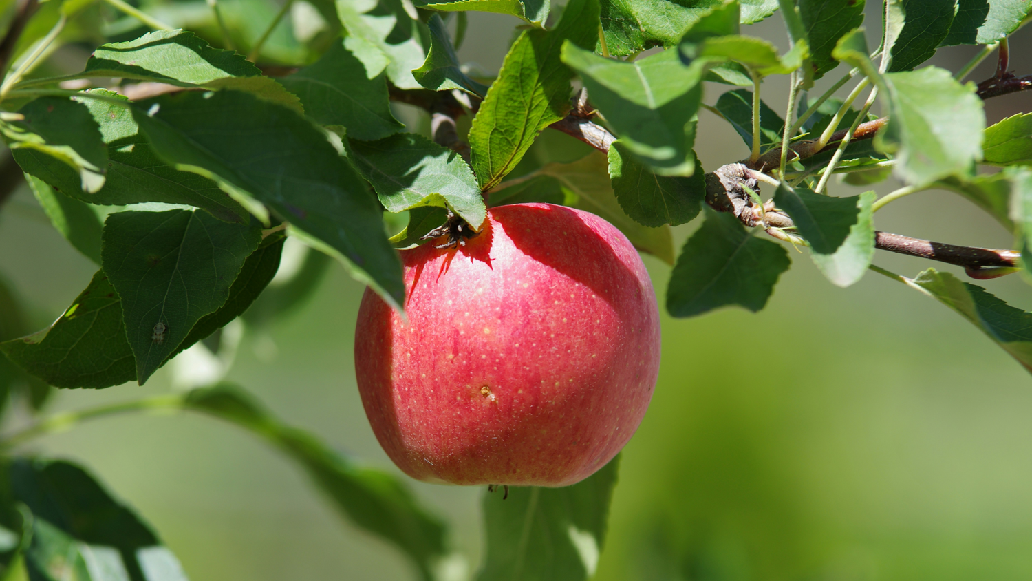 Why We’re Wild About Our Studio Orchard